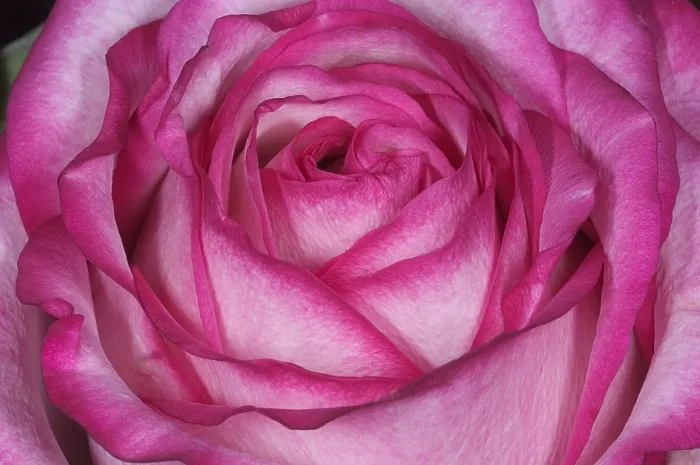 Gerahmter Druck : Rosa Rose Gerahmter Druck : Rosa Rose