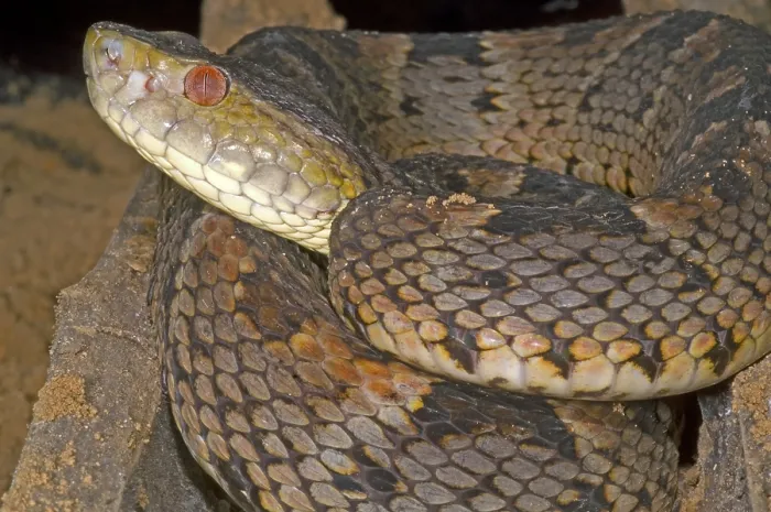 Gerahmter Druck : Pit Viper. Beide Bothrops brazili ist eine terrestrische Vipere aus Zentral-Südamerika Gerahmter Druck : Pit Viper. Beide Bothrops brazili ist eine terrestrische Vipere aus Zentral-Südamerika