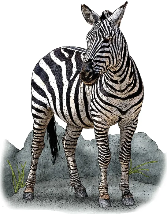 Gerahmter Druck : Pflanzenzebra Gerahmter Druck : Pflanzenzebra