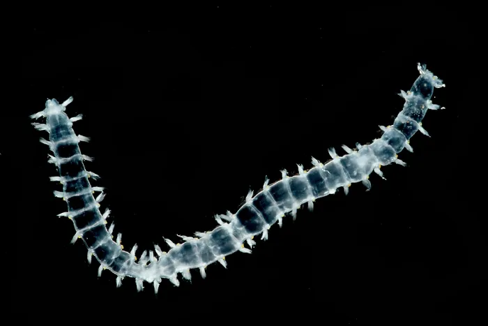 Gerahmter Druck : Polychaeten-Wurm Gerahmter Druck : Polychaeten-Wurm