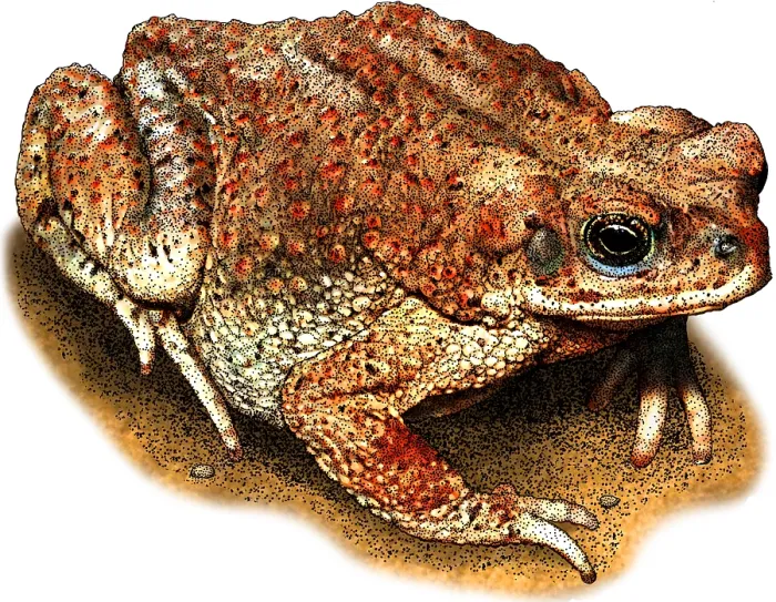 Gerahmter Druck : Rotfleckiger Laubfrosch Gerahmter Druck : Rotfleckiger Laubfrosch