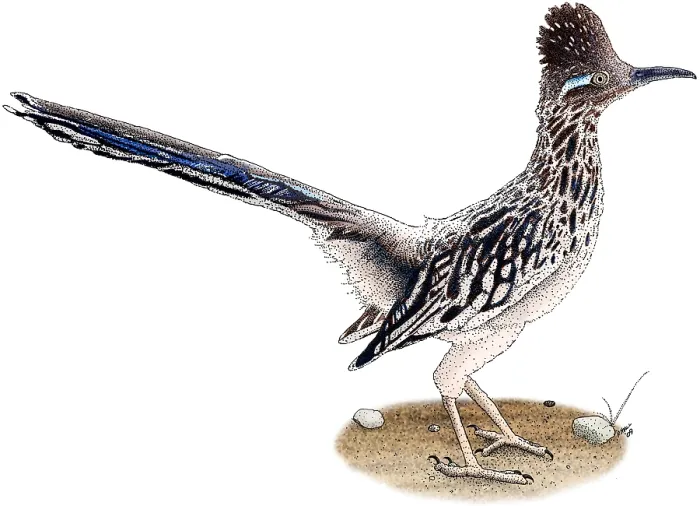 Gerahmter Druck : Roadrunner Gerahmter Druck : Roadrunner