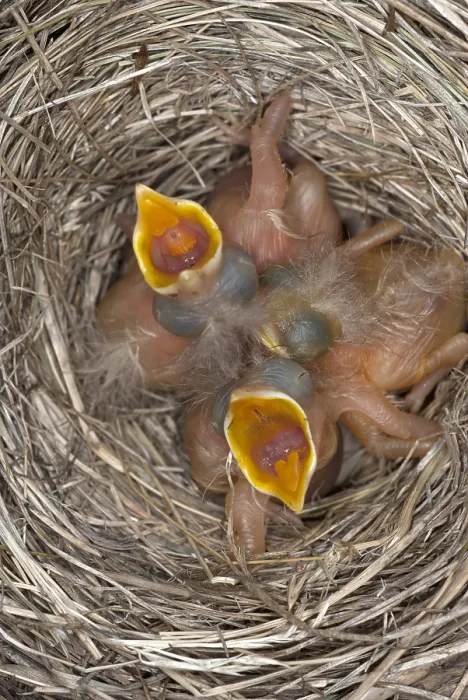 Gerahmter Druck : Jungvögel der Eichelhäherin Gerahmter Druck : Jungvögel der Eichelhäherin