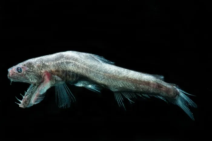 Gerahmter Druck : Sabertusche (Odontostomops normalops)