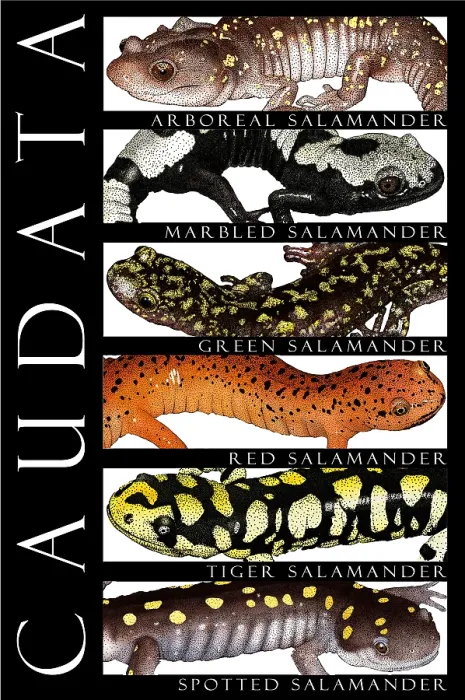 Gerahmter Druck : Salamander, Poster Gerahmter Druck : Salamander, Poster