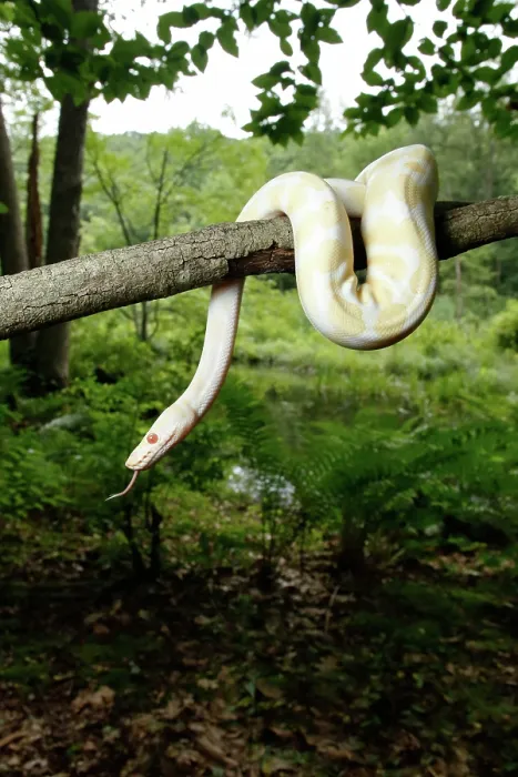 Gerahmter Druck : Albino Ball Python klettert in einen Baum. Gerahmter Druck : Albino Ball Python klettert in einen Baum.