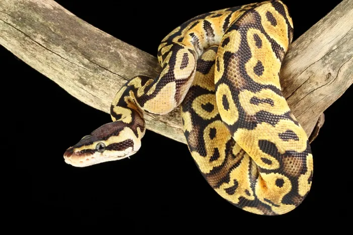 Gerahmter Druck : Ball-Python (Python regius) Gerahmter Druck : Ball-Python (Python regius)