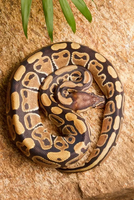 Gerahmter Druck : Ball-Python (Python regius) gewunden auf Felsen. Gerahmter Druck : Ball-Python (Python regius) gewunden auf Felsen.