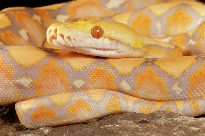 Gerahmter Druck : Reticulierter Python (Lavendel-Morph) Gerahmter Druck : Reticulierter Python (Lavendel-Morph)