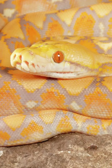 Gerahmter Druck : Reticulierter Python (Lavendel-Morph) Gerahmter Druck : Reticulierter Python (Lavendel-Morph)