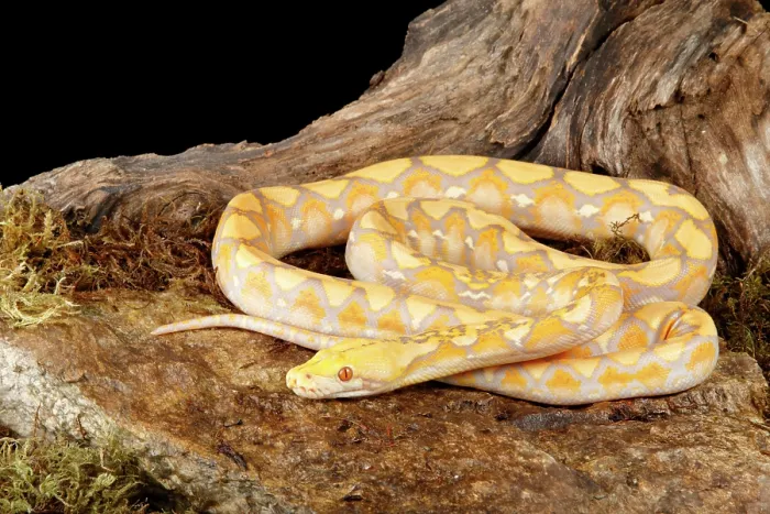 Gerahmter Druck : Reticulierter Python (Lavendel-Morph)