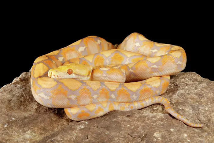 Gerahmter Druck : Reticulierter Python (Lavendel-Morph) Gerahmter Druck : Reticulierter Python (Lavendel-Morph)