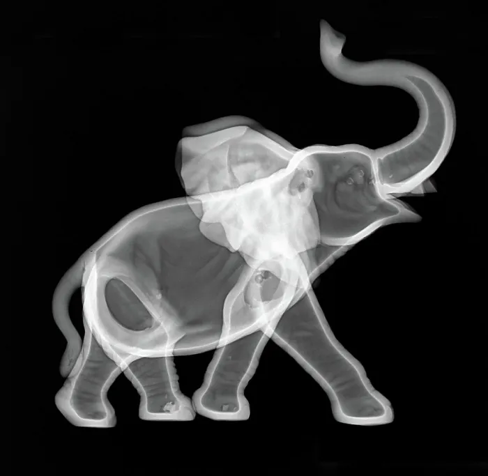 Gerahmter Druck : Keramik-Elefant-Röntgenaufnahme