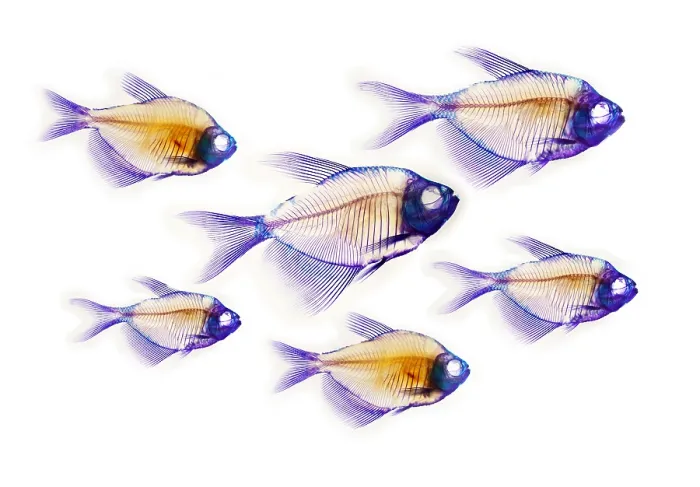 Gerahmter Druck : Fissskeletten Gerahmter Druck : Fissskeletten