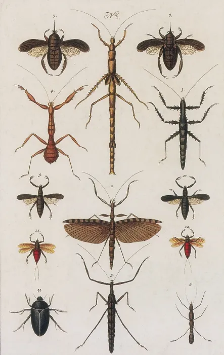 Gerahmter Druck : Insekten, Seba's Thesaurus, 1734.