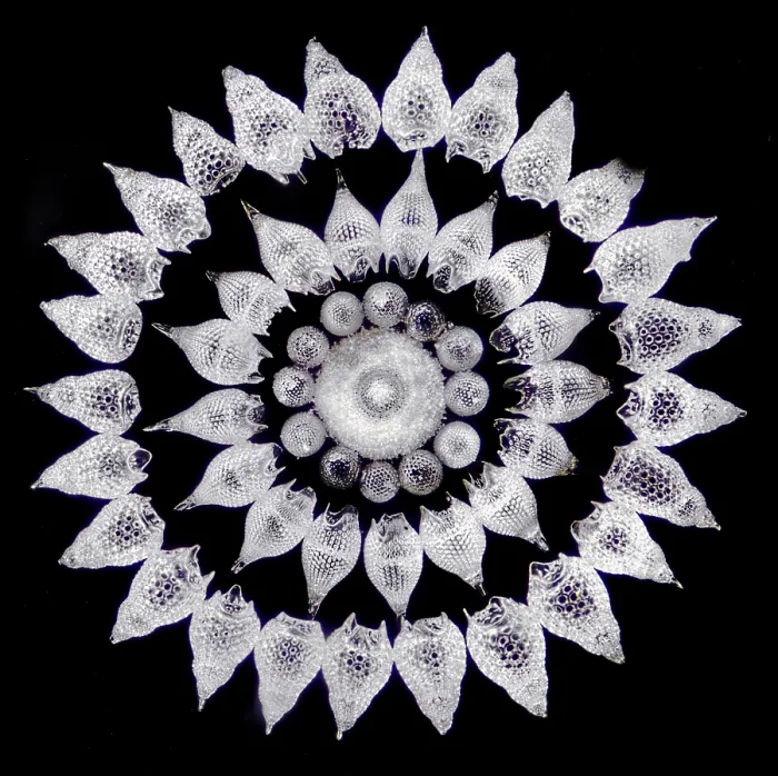 Gerahmter Druck : Radiolaria, Lichtmikroskopie Gerahmter Druck : Radiolaria, Lichtmikroskopie