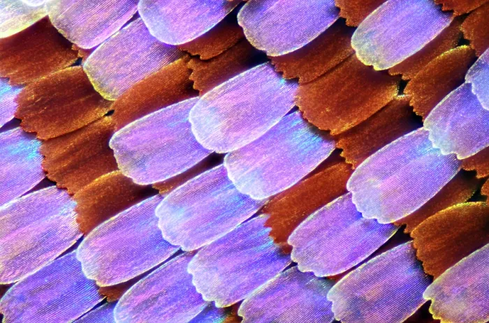 Gerahmter Druck : Schuppen der Flügel, Schmetterling, Lichtmikroskopie Gerahmter Druck : Schuppen der Flügel, Schmetterling, Lichtmikroskopie