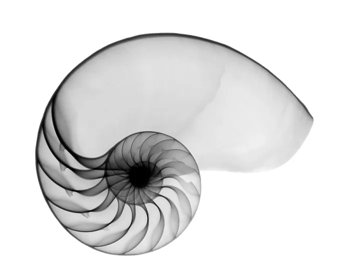 Gerahmter Druck : Röntgenaufnahme von Nautilus. Gerahmter Druck : Röntgenaufnahme von Nautilus.