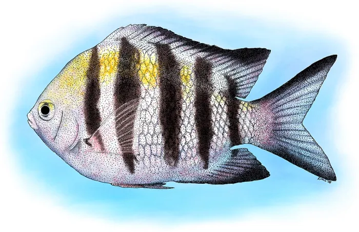 Gerahmter Druck : Oberstabsfeldwebel Fisch