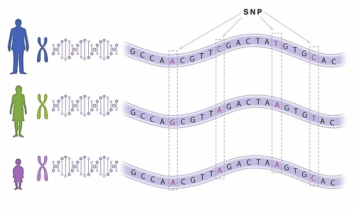 Gerahmter Druck : Einzelne Nukleotidpolymorphismus (SNP) Gerahmter Druck : Einzelne Nukleotidpolymorphismus (SNP)