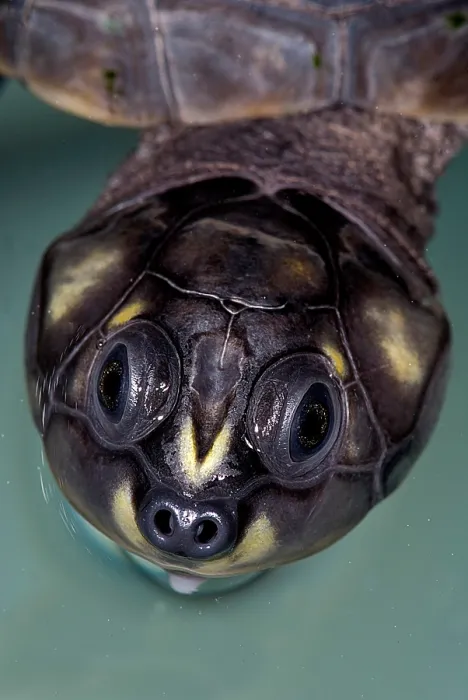 Gerahmter Druck : Sechswarzen Fluss-Schildkröte Gerahmter Druck : Sechswarzen Fluss-Schildkröte
