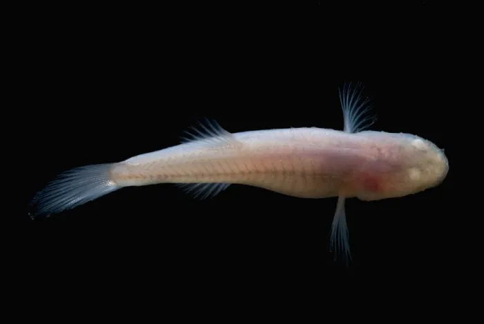 Gerahmter Druck : Südliche Höhlenfische Gerahmter Druck : Südliche Höhlenfische
