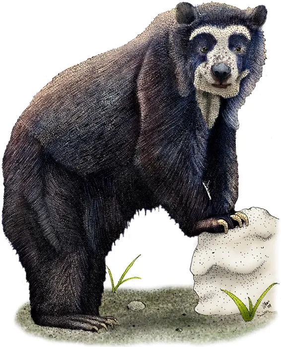 Gerahmter Druck : Spectacled Bär Gerahmter Druck : Spectacled Bär