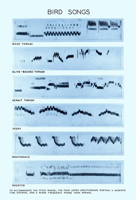 Gerahmter Druck : Spectrogramm von Vogelgesängen