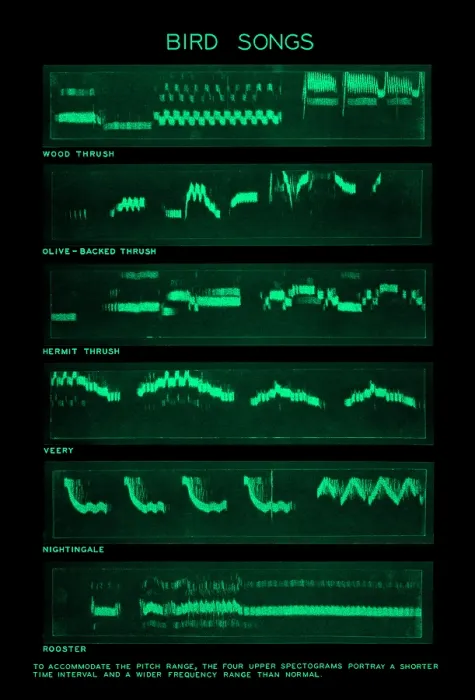 Gerahmter Druck : Spectrogramm von Vogelgesängen