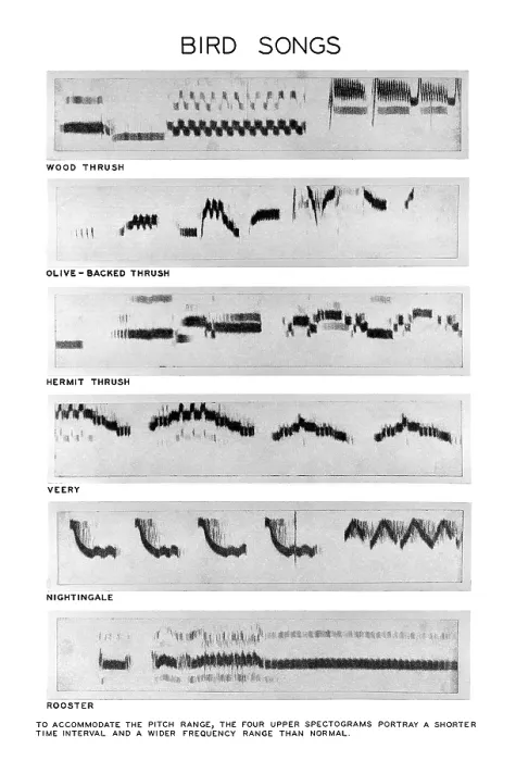 Gerahmter Druck : Spectrograms Gerahmter Druck : Spectrograms