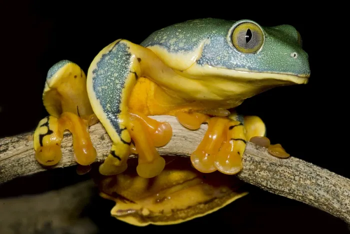 Gerahmter Druck : Prächtiger Blattfrosch Gerahmter Druck : Prächtiger Blattfrosch