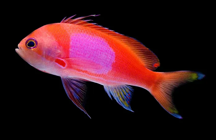 Gerahmter Druck : Quadratischer Rosa Anthias
