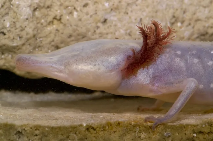 Gerahmter Druck : Texas-Blinder Salamander Gerahmter Druck : Texas-Blinder Salamander