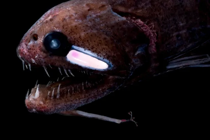 Gerahmter Druck : Fadenfloss-Draconett-Fisch Gerahmter Druck : Fadenfloss-Draconett-Fisch