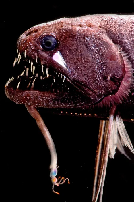 Gerahmter Druck : Fadenflosser-Drachenfisch Gerahmter Druck : Fadenflosser-Drachenfisch