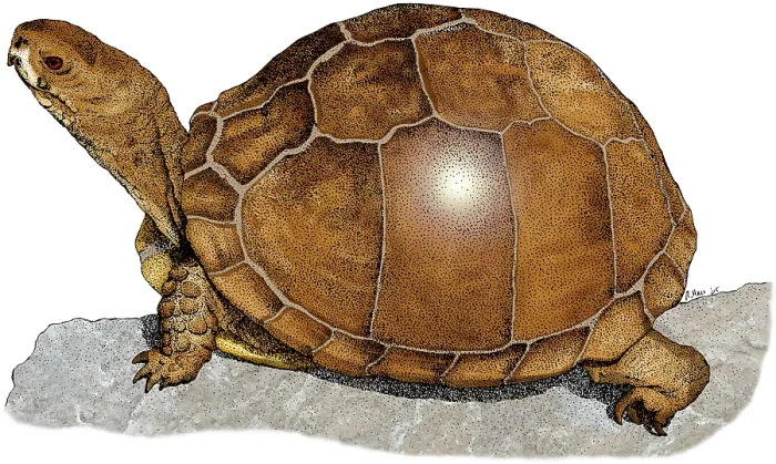 Gerahmter Druck : Drei Zehen-Box-Schildkröte Gerahmter Druck : Drei Zehen-Box-Schildkröte