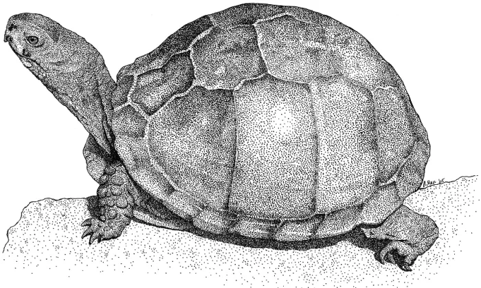 Gerahmter Druck : Drei Zehen-Box-Schildkröte