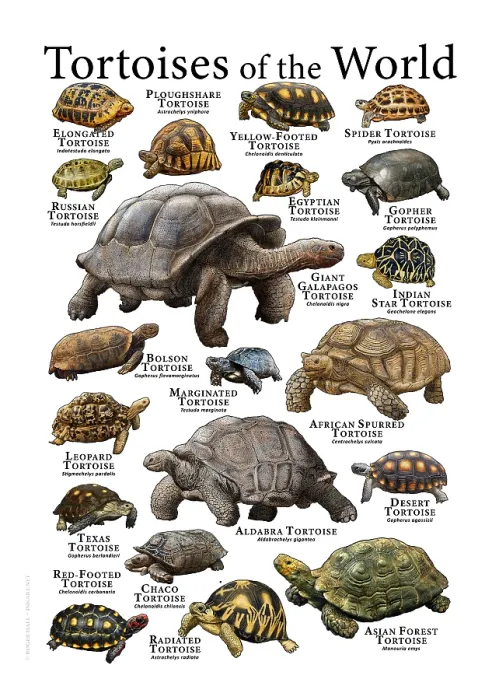 Gerahmter Druck : Schildkröten der Welt Gerahmter Druck : Schildkröten der Welt