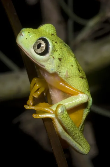 Gerahmter Druck : Baumfrosch Gerahmter Druck : Baumfrosch