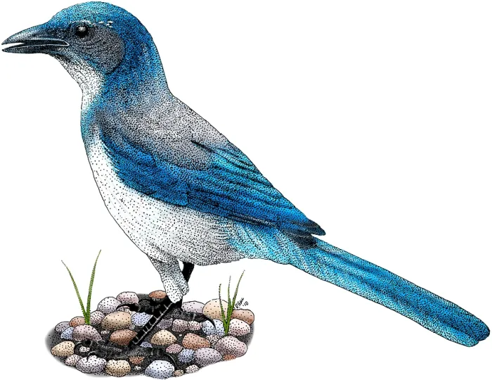 Gerahmter Druck : Westlicher Schreitvogel Gerahmter Druck : Westlicher Schreitvogel
