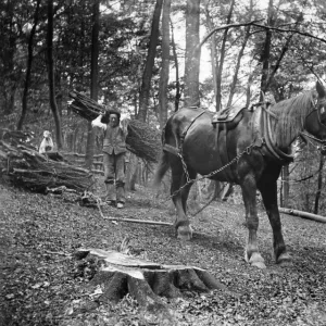 Print of a forestry scene with Mr Smith and horse team hauling brushwood Print of a forestry scene with Mr Smith and horse team hauling brushwood