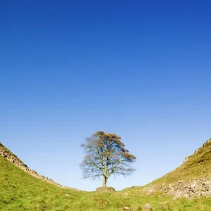 Hadrian's Wall Print: Sycamore Gap View