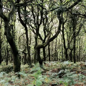 Woodland Print: An abstract representation of woodland landscape Woodland Print: An abstract representation of woodland landscape