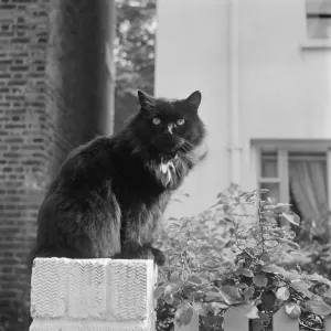 Black British longhair cat print Black British longhair cat print