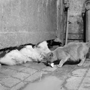 Cat eating from the ground in front of pigs, Print Cat eating from the ground in front of pigs, Print