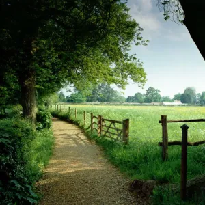 Down House Sandwalk Print: View towards Greenhouses