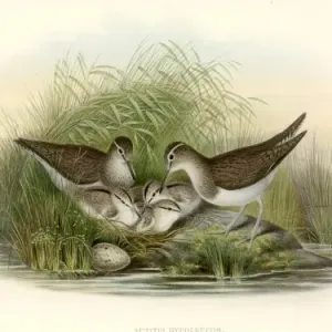 Common Sandpiper Print, Hand Coloured Lithograph (1873) Common Sandpiper Print, Hand Coloured Lithograph (1873)