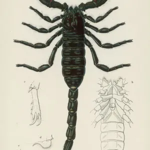 Falso scorpione africano del 1845 Falso scorpione africano del 1845