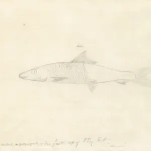 Print of Albula vulpes, a bonefish illustration Print of Albula vulpes, a bonefish illustration