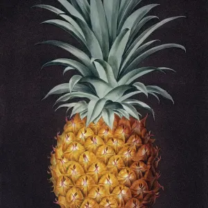 Piña comestible Piña comestible
